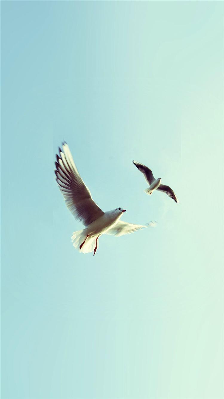 1080x1920 Pigeons Bird Fly Sky Animal Nature Minimal iPhone 8 Wallpaper Free Download