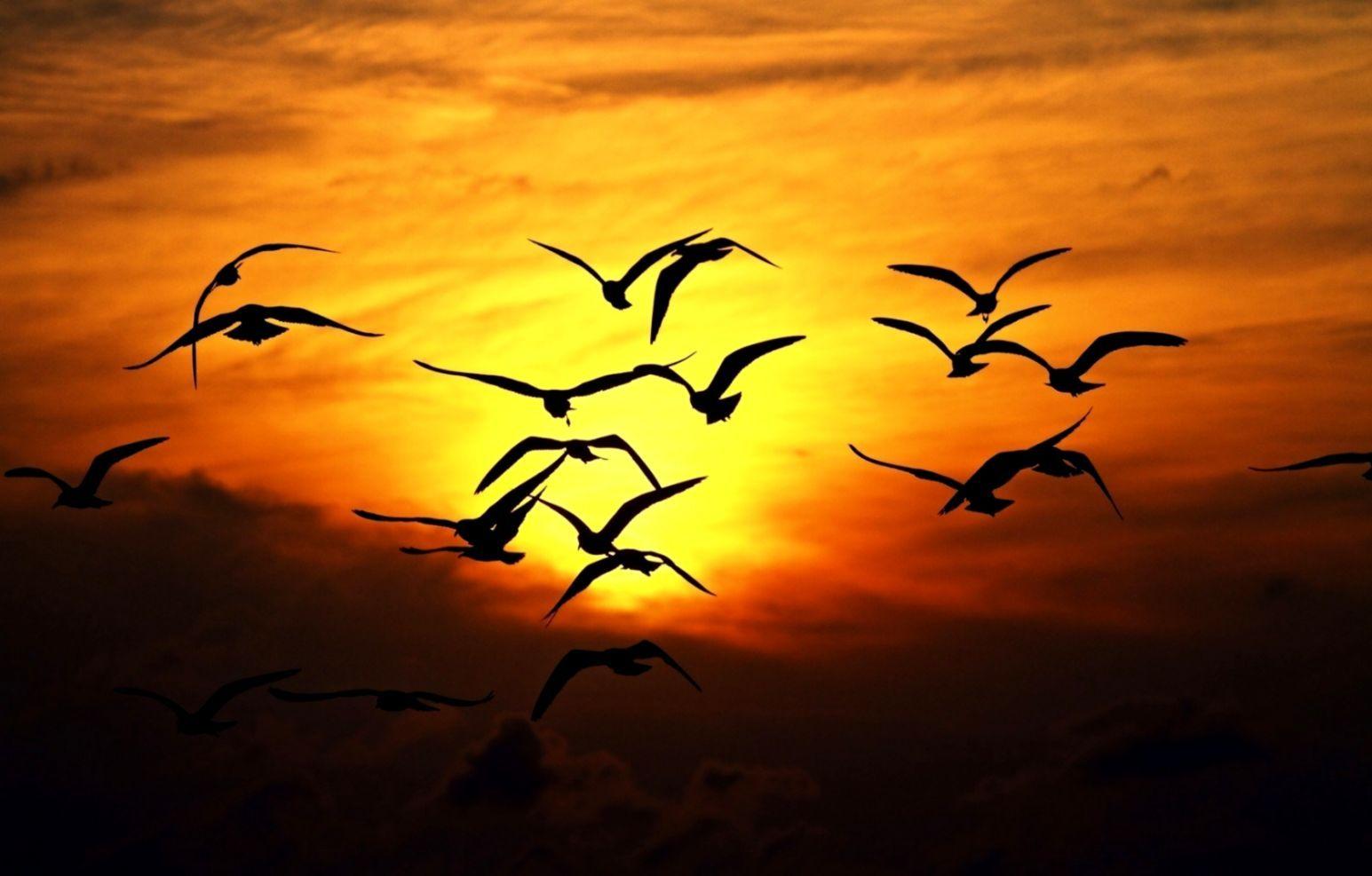 Birds Flying Sky Wallpapers Top Free Birds Flying Sky Backgrounds Wallpaperaccess