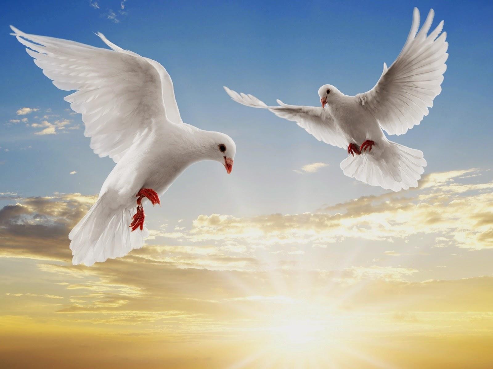 1600x1200 Wallpaper All Photo Flying In The Sky HD Wallpaper & Background Download