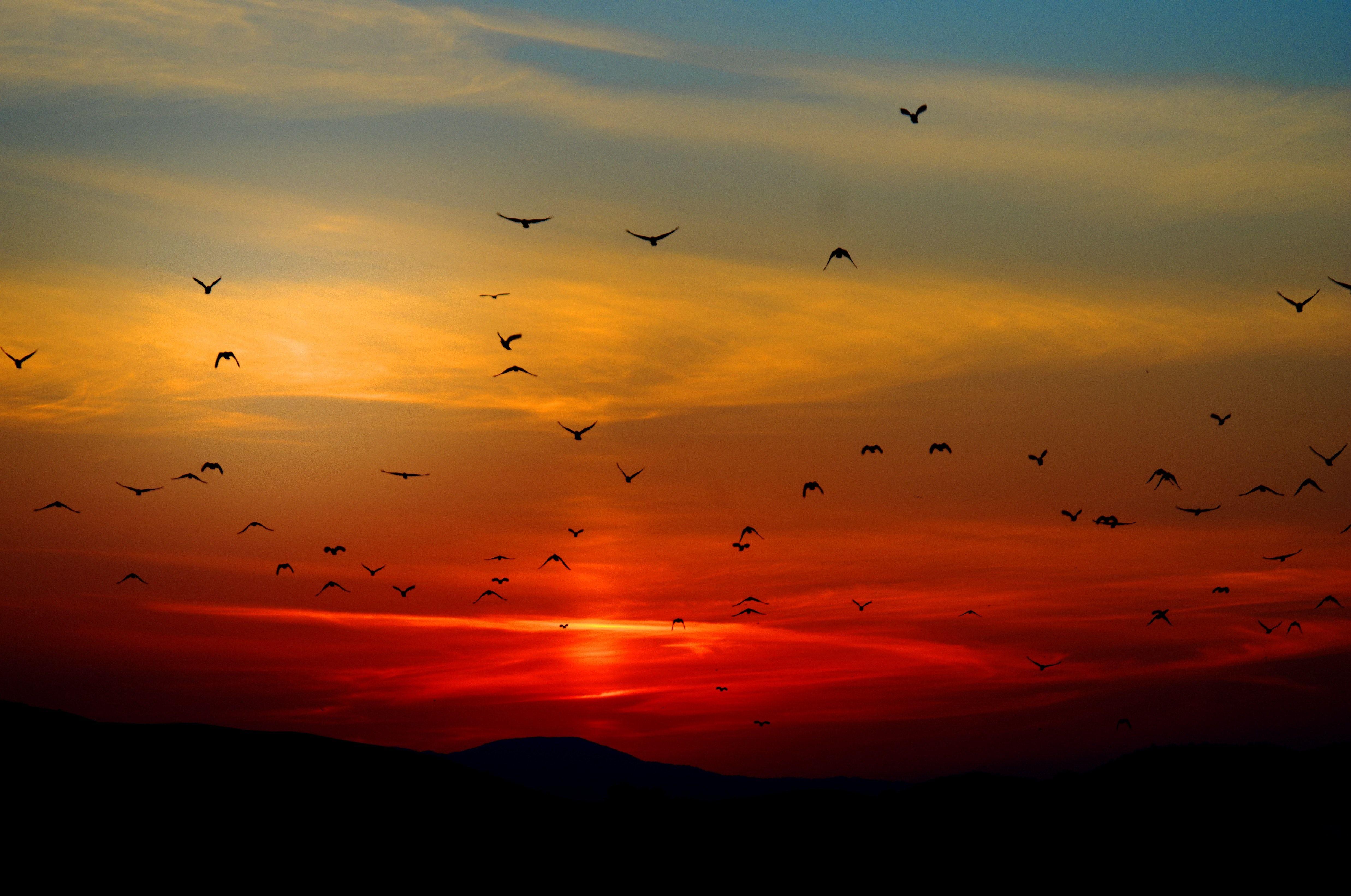 4949x3283 Flock of Birds Flying Above the Mountain during Sunset · Free