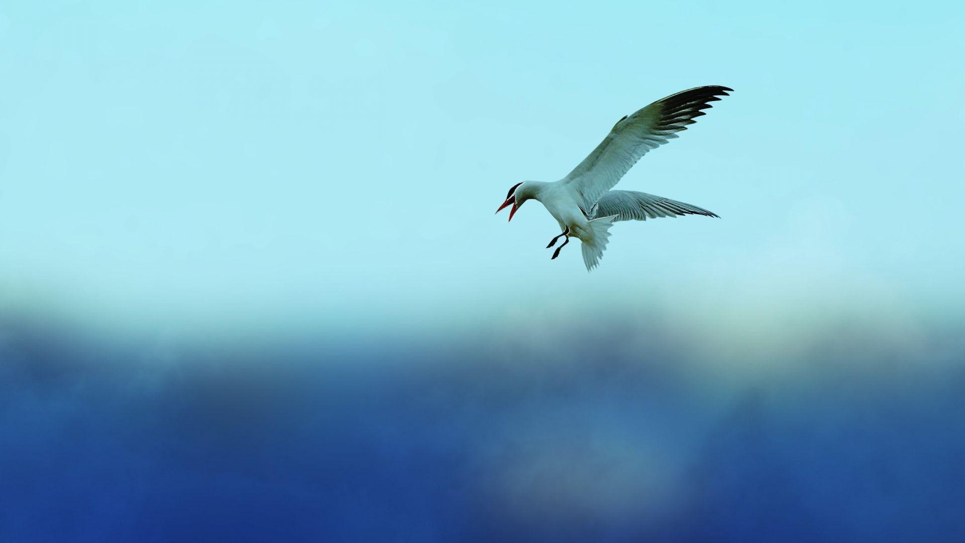 1920x1080 Free download Birds Flying In The Sky wallpaper [2560x1600] for your Desktop, Mobile & Tablet. Explore Flies Wallpaper. Flies Wallpaper