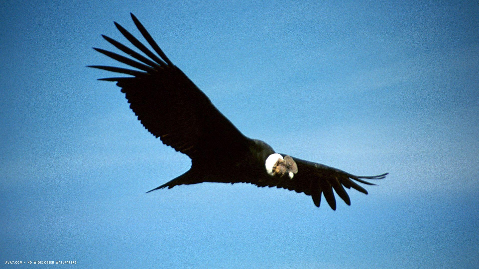 1920x1080 condor bird flying blue sky HD widescreen wallpaper / birds background