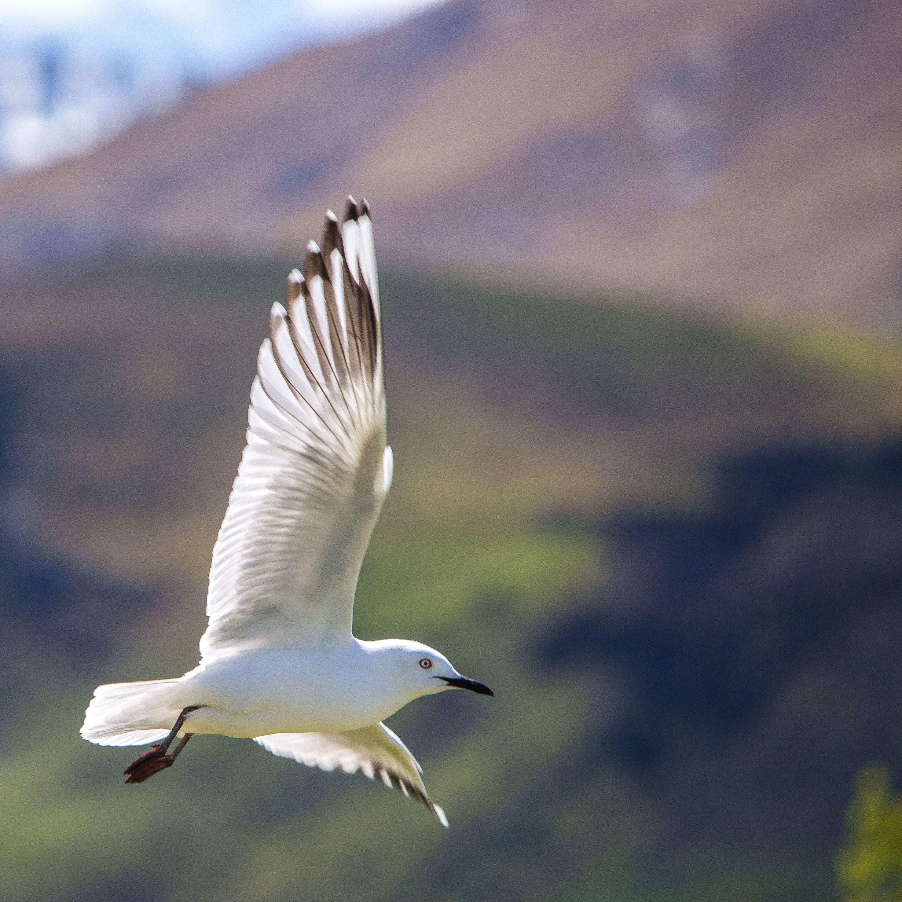 2952x2952 bird in sky free image