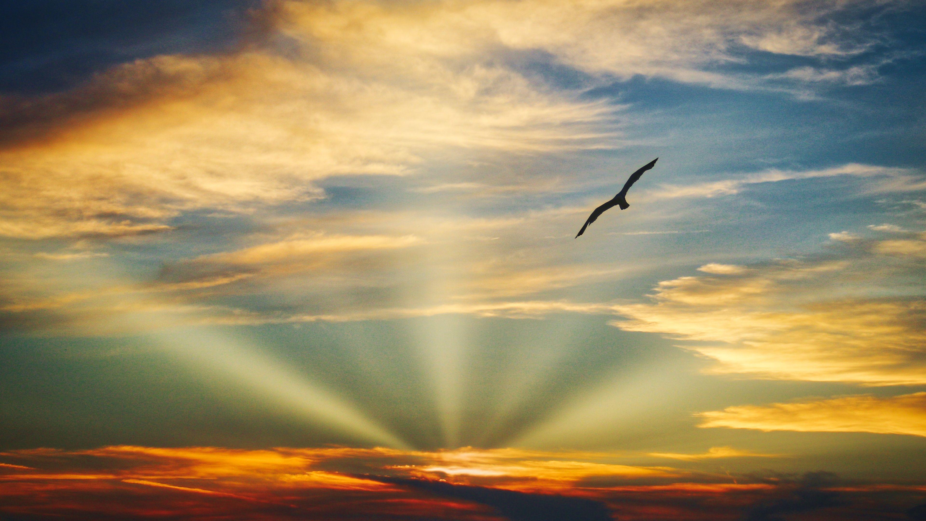 3840x2160 Wallpaper 4k Bird Flying Sunset Evening View Clouds Beautiful Sky 5k 4k- wallpaper, 5k wallpaper, clouds wallpaper, evening wallpaper, hd- wallpaper, nature wallpaper, sky wallpaper, sunset wallpaper