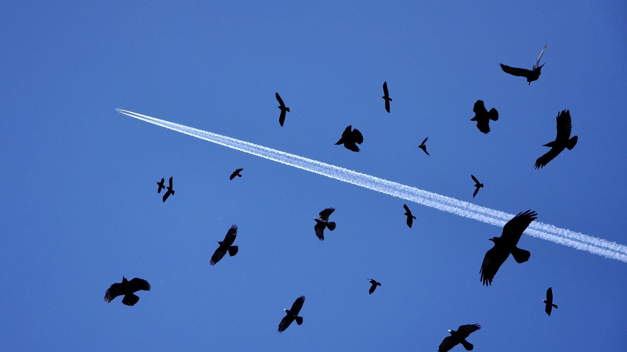 2048x1152 Download wallpaper 2048x1152 birds, flying, sky, flock ultrawide monitor HD background