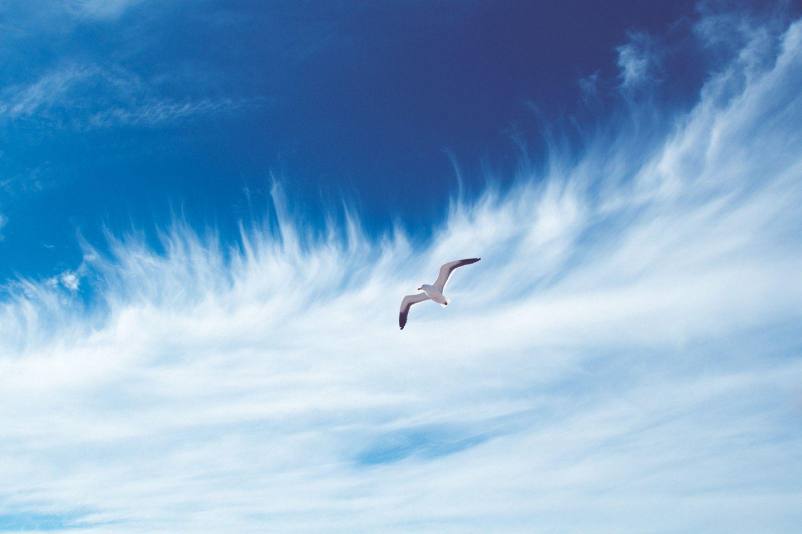 Birds and Clouds Wallpapers - Top Free Birds and Clouds Backgrounds