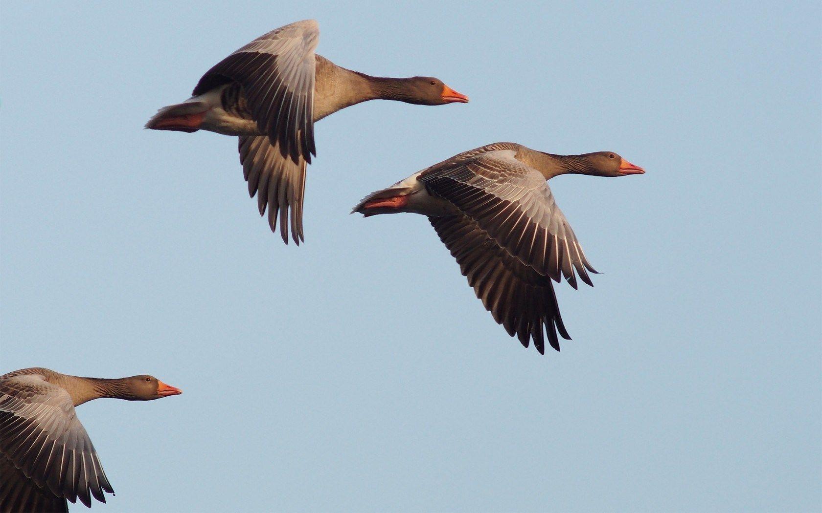 1680x1050 Birds Geese Flying Sky