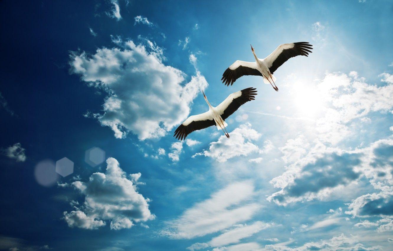 Birds and Clouds Wallpapers Top Free Birds and Clouds Backgrounds