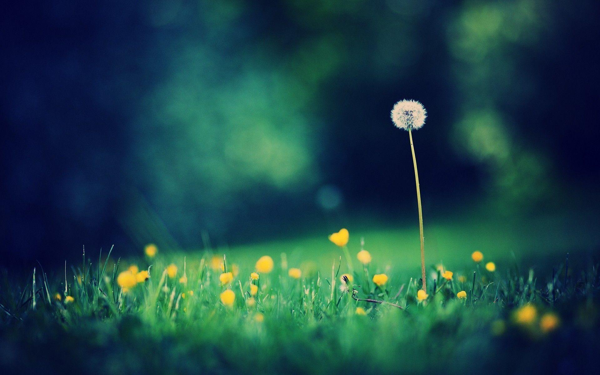 1920x1200 Single Wallpaper