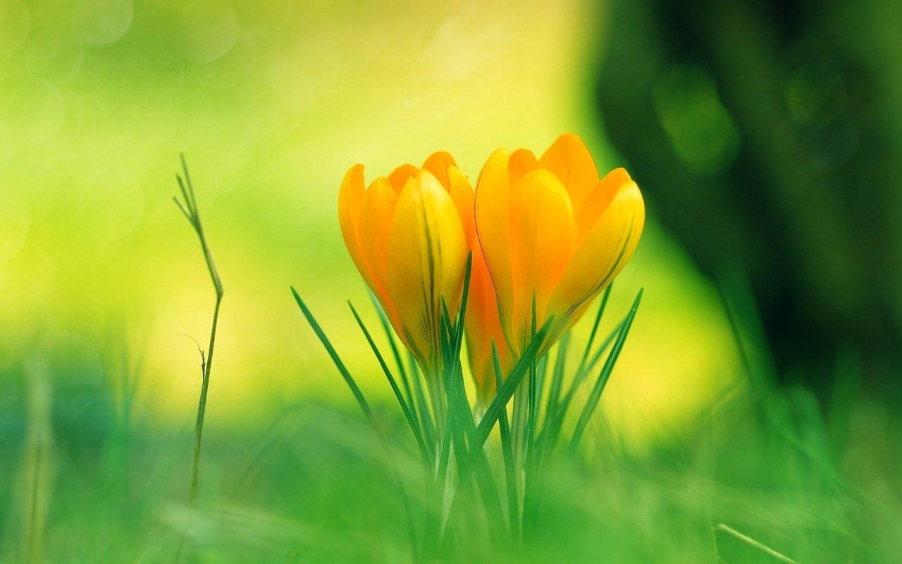 1280x800 BEAUTIFUL FLOWER WALLPAPERS FREE TO DOWNLOAD