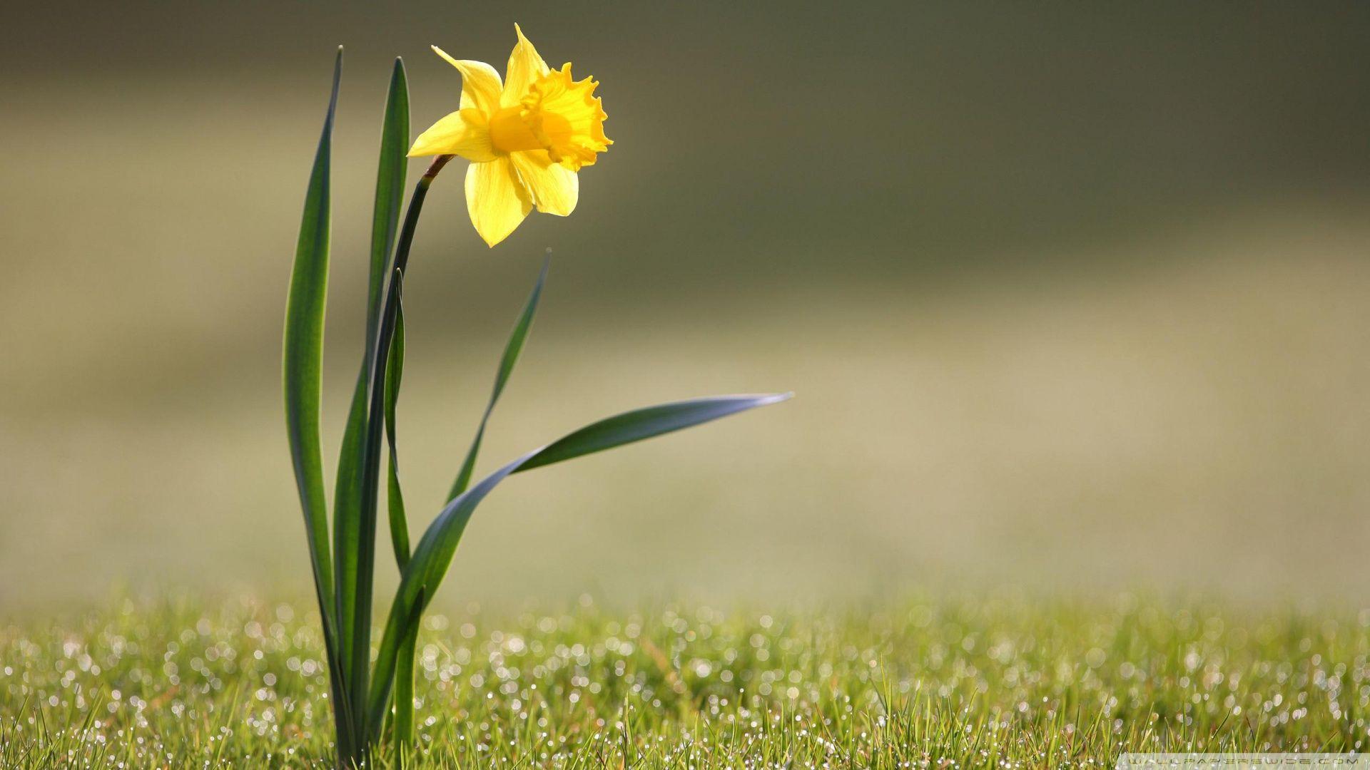 1920x1080 Free Daffodil, Download Free Clip Art, Free Clip Art on Clipart Library