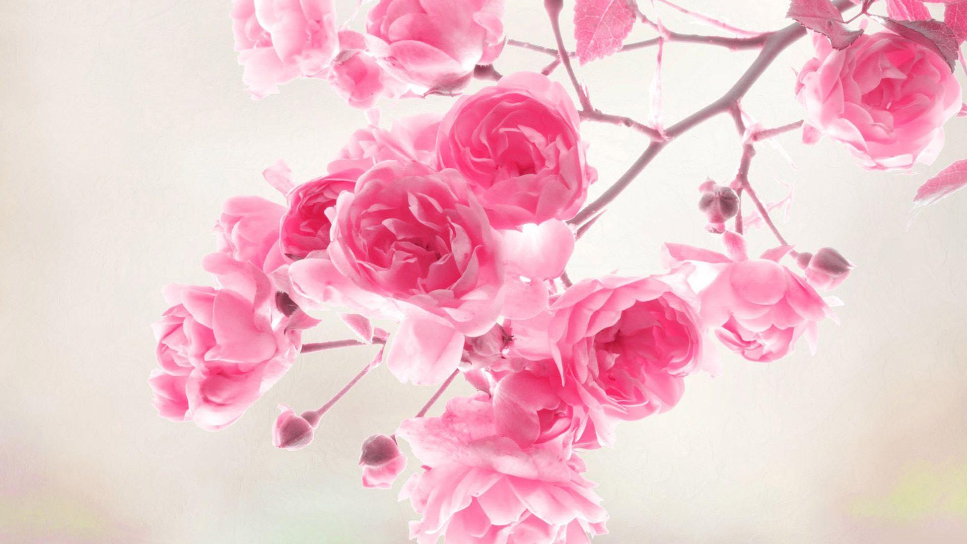 1920x1080 YJX:96 Wallpaper: Pink Roses, 48+