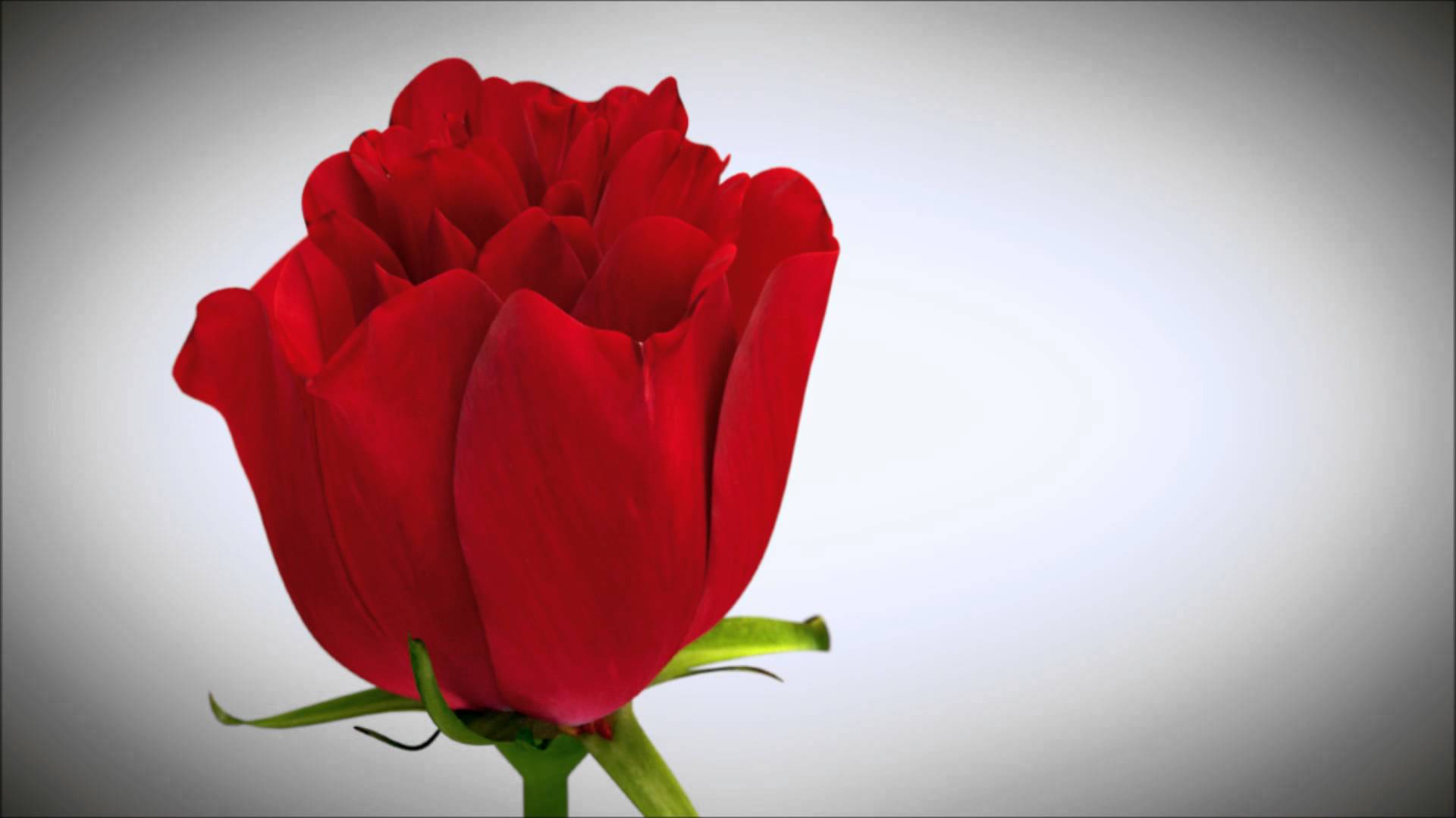 1920x1080 Free Animated Clipart Roses, Download Free Clip Art, Free Clip Art on Clipart Library