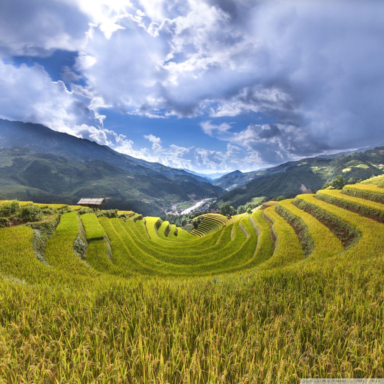 1280x1280 Rice Paddy Terraces ❤ 4K HD Desktop Wallpaper for 4K Ultra HD TV