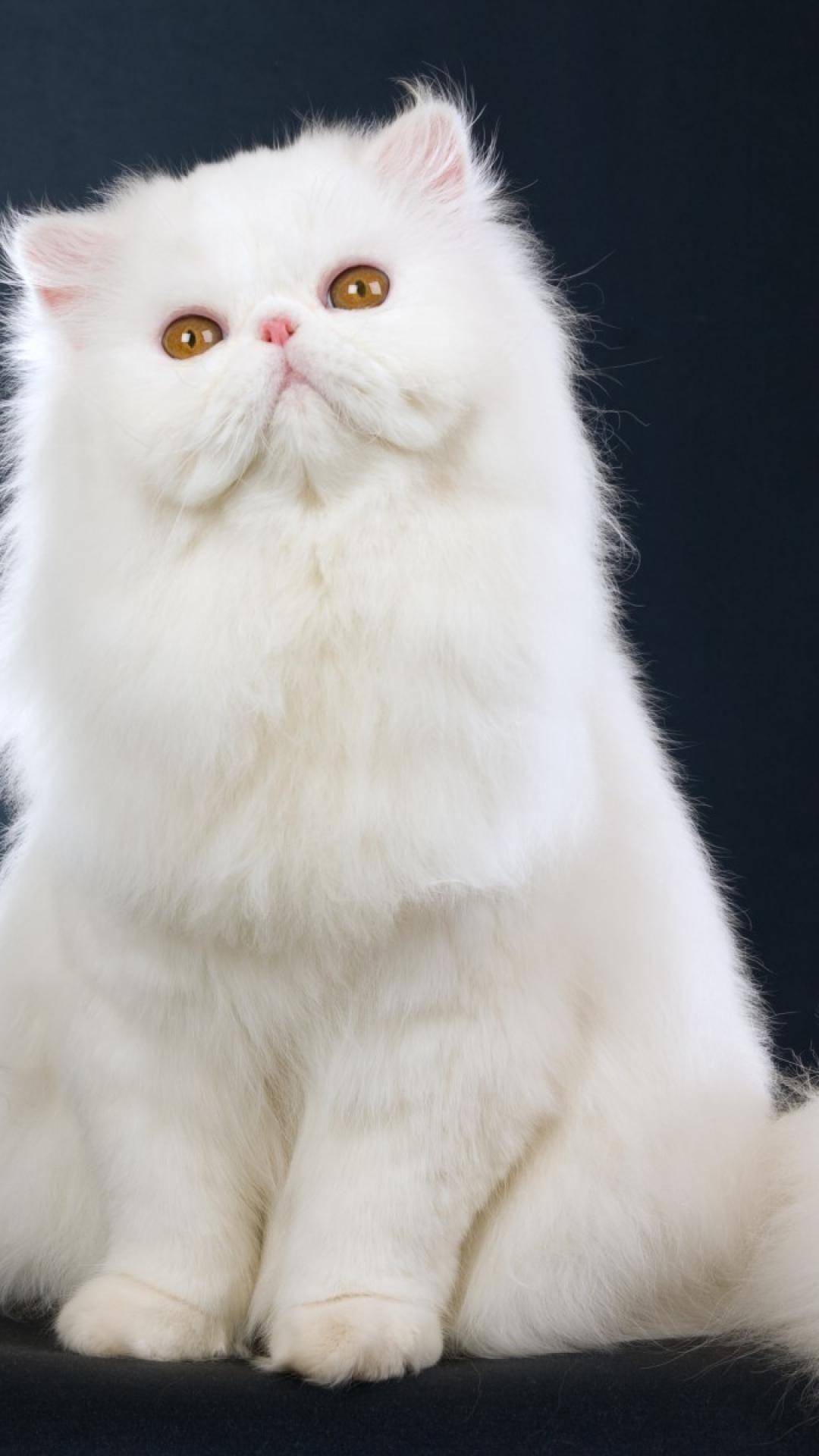 1080x1920 Persian Cat, iPhone, Desktop HD Background / Wallpaper (1080p, 4k) (1080x1920) (2020)