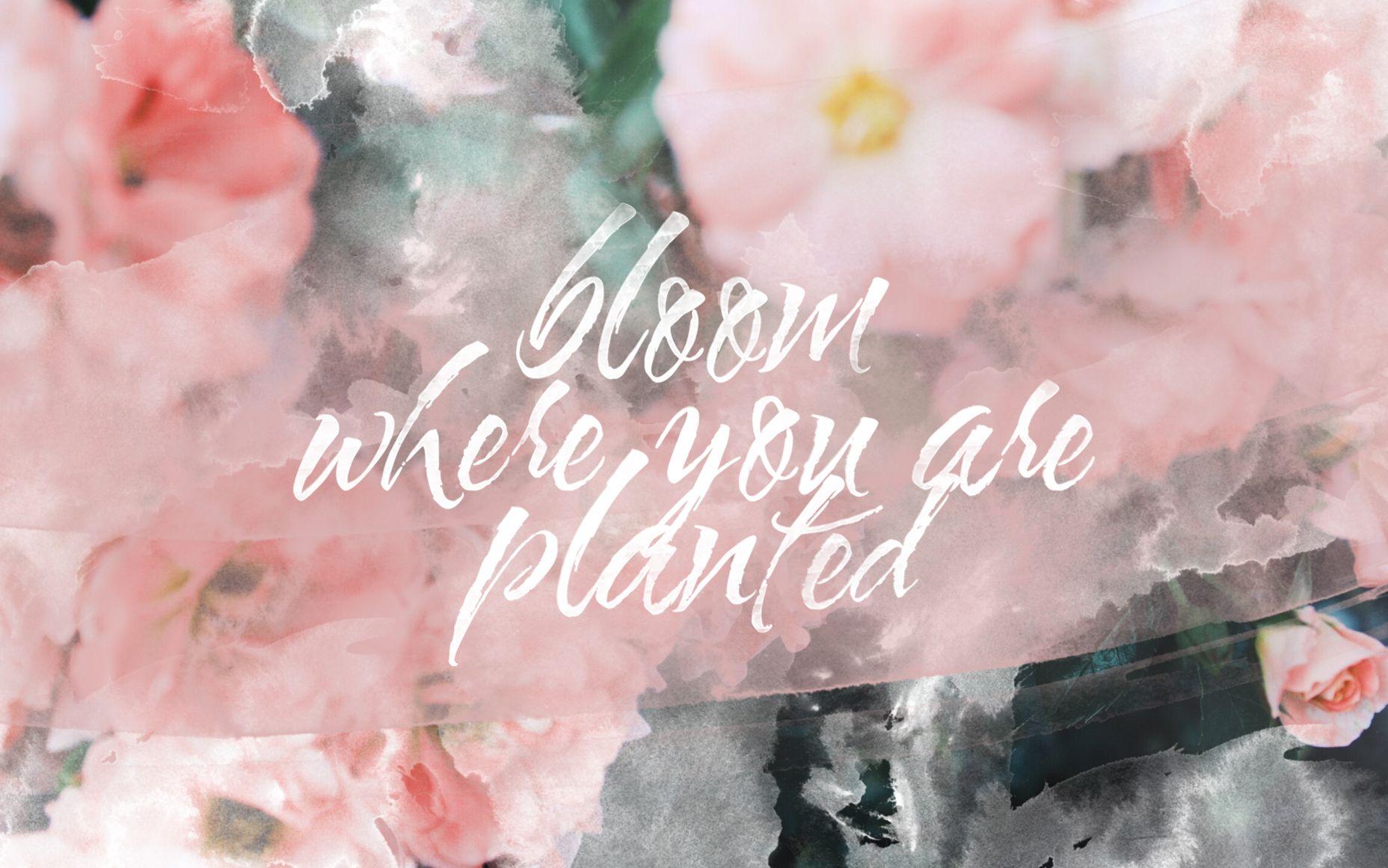 Floral Mac Wallpapers Top Free Floral Mac Backgrounds WallpaperAccess