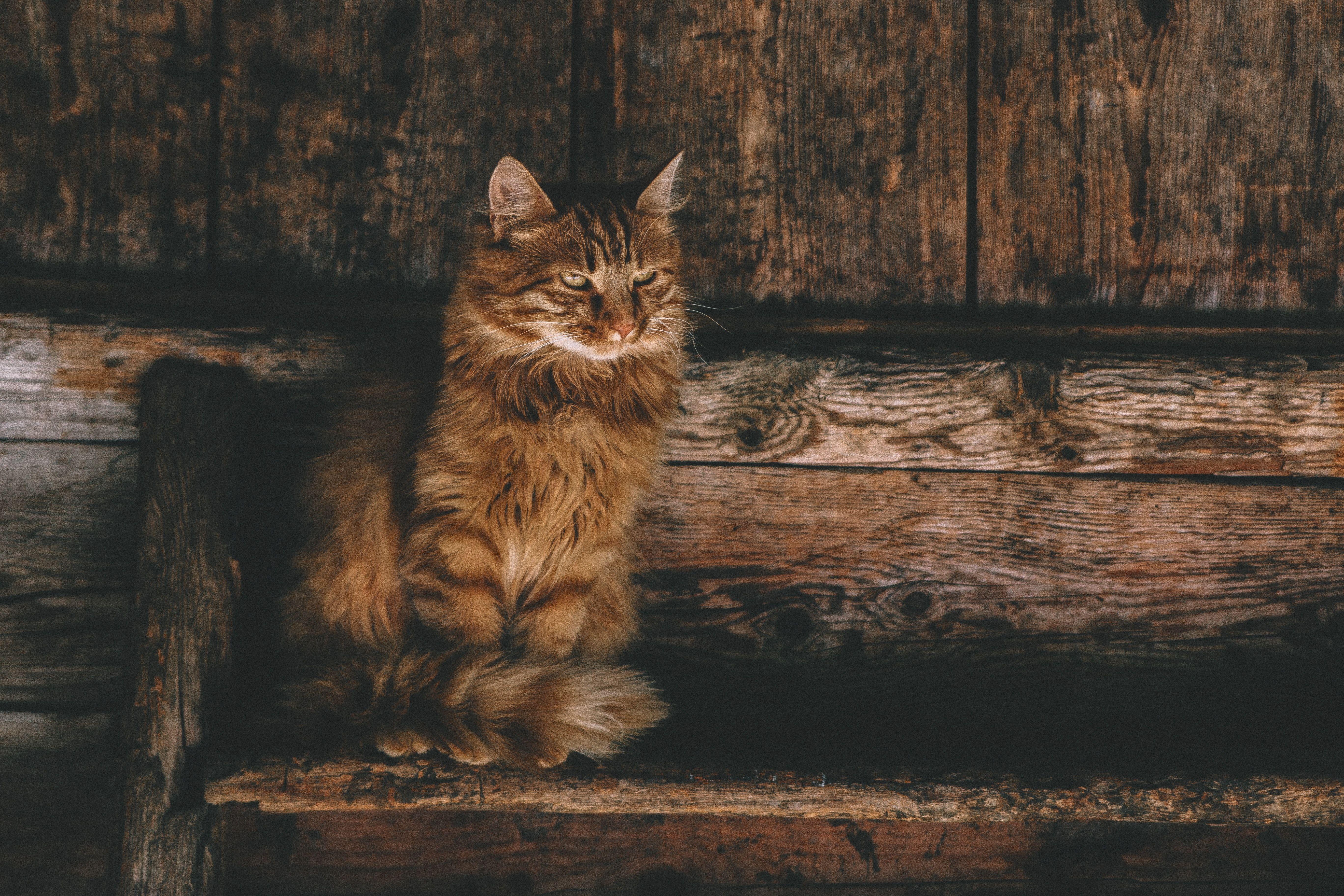 5472x3648 Persian Cat 5k iPad Air HD 4k Wallpaper, Image, Background, Photo and Picture