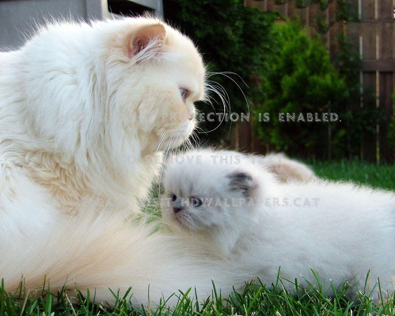 1280x1024 mom and kitten of persian cat baby cute