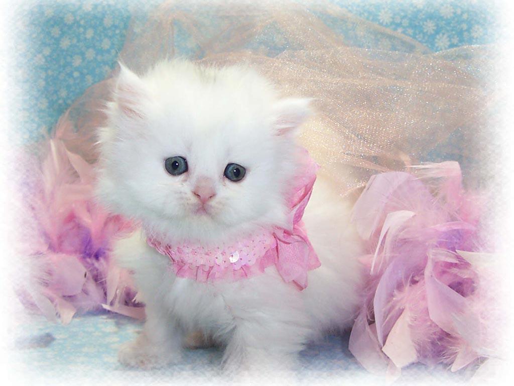1024x768 White Cat Wallpaper White Persian Cat Wallpaper & Background Download