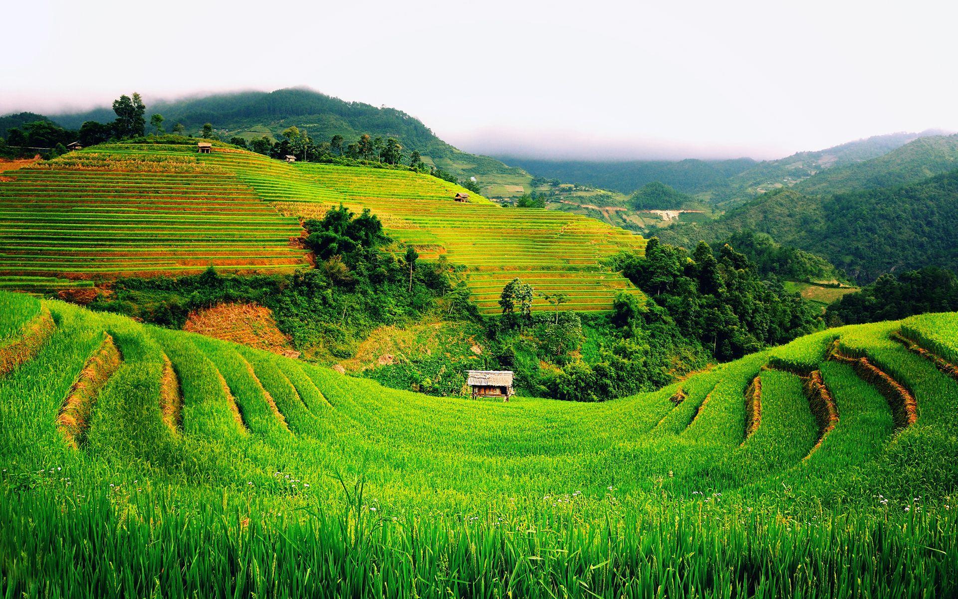 1920x1200 Free Download Green Farms Wallpaper in 1920x1200 resolutions. cool