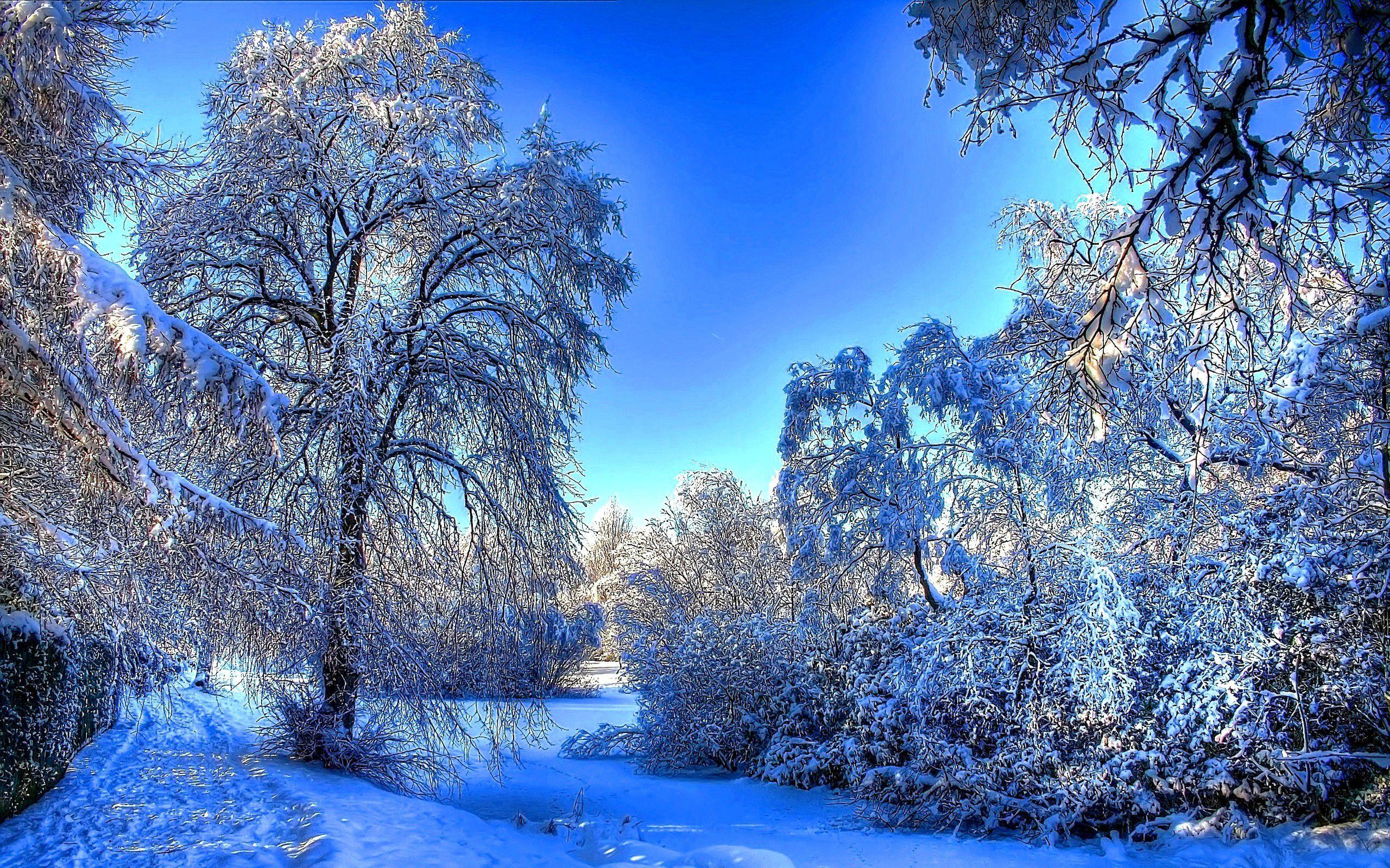 2560x1600 Beautiful Winter Snow Wallpaper