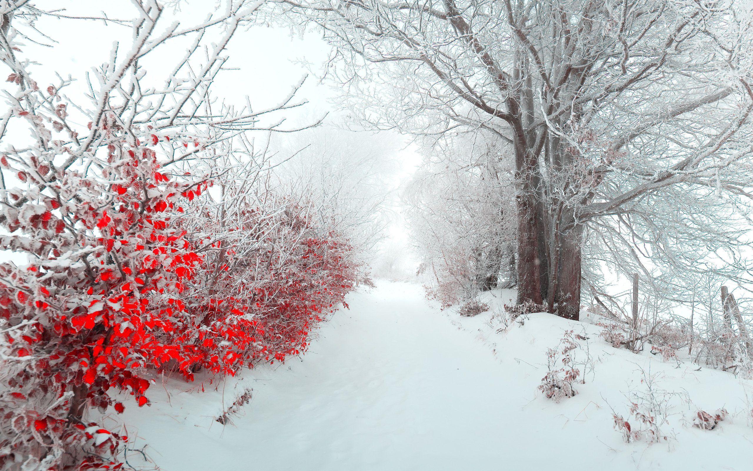 2560x1600 Beautiful Winter Scenery Wallpaper