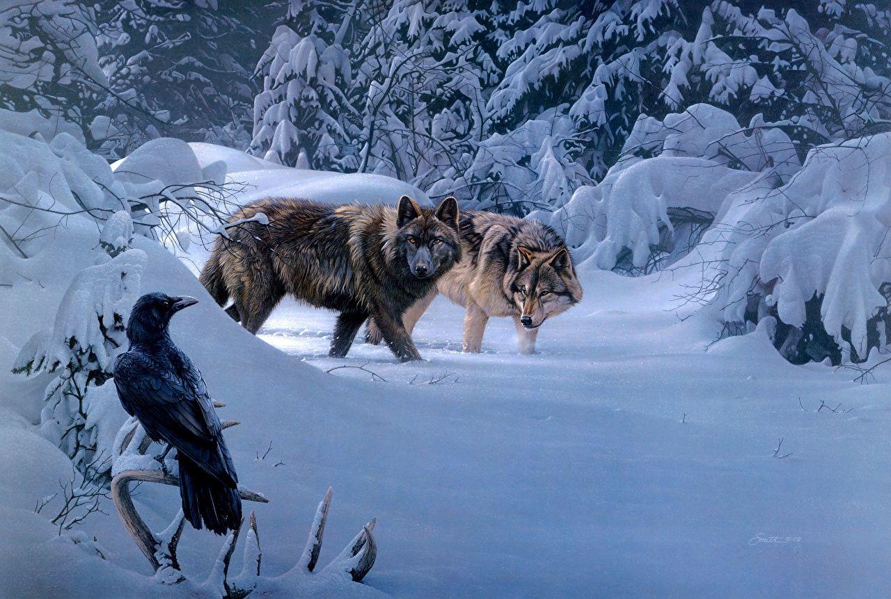 1280x861 Desktop Wallpaper wolf crow 2 Winter Snow Forests Animals Painting