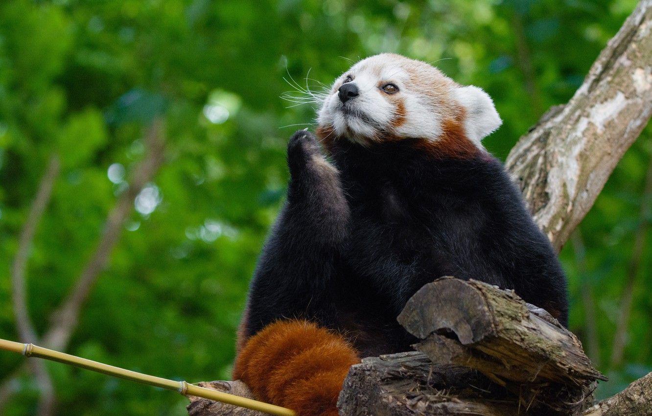 1332x850 Wallpaper look, face, pose, background, tree, foliage, paw, bamboo, red Panda, sitting, bokeh, red Panda, thinker image for desktop, section животные