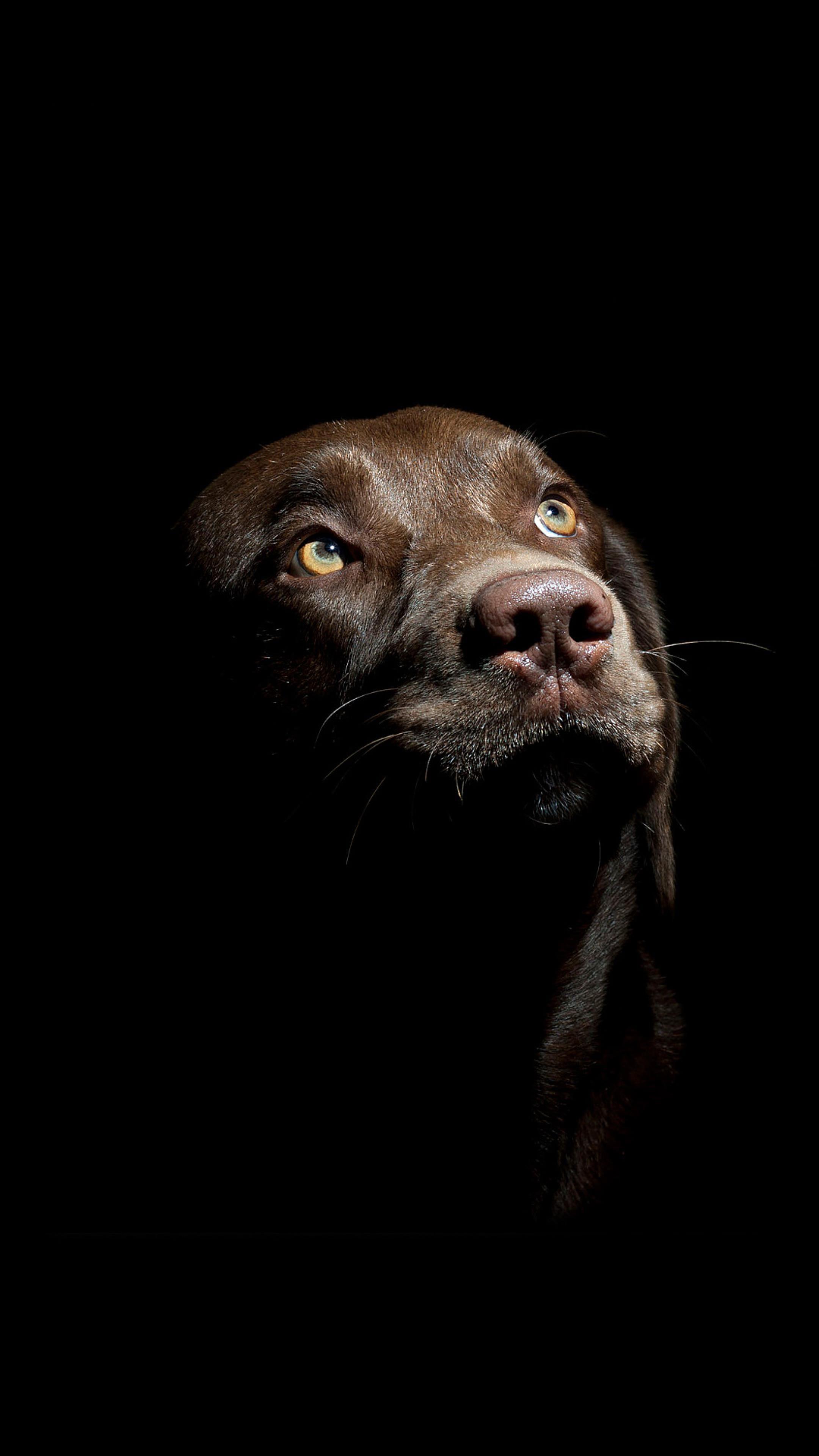 2160x3840 AMOLED Animals ideas. animal wallpaper, animals, wallpaper