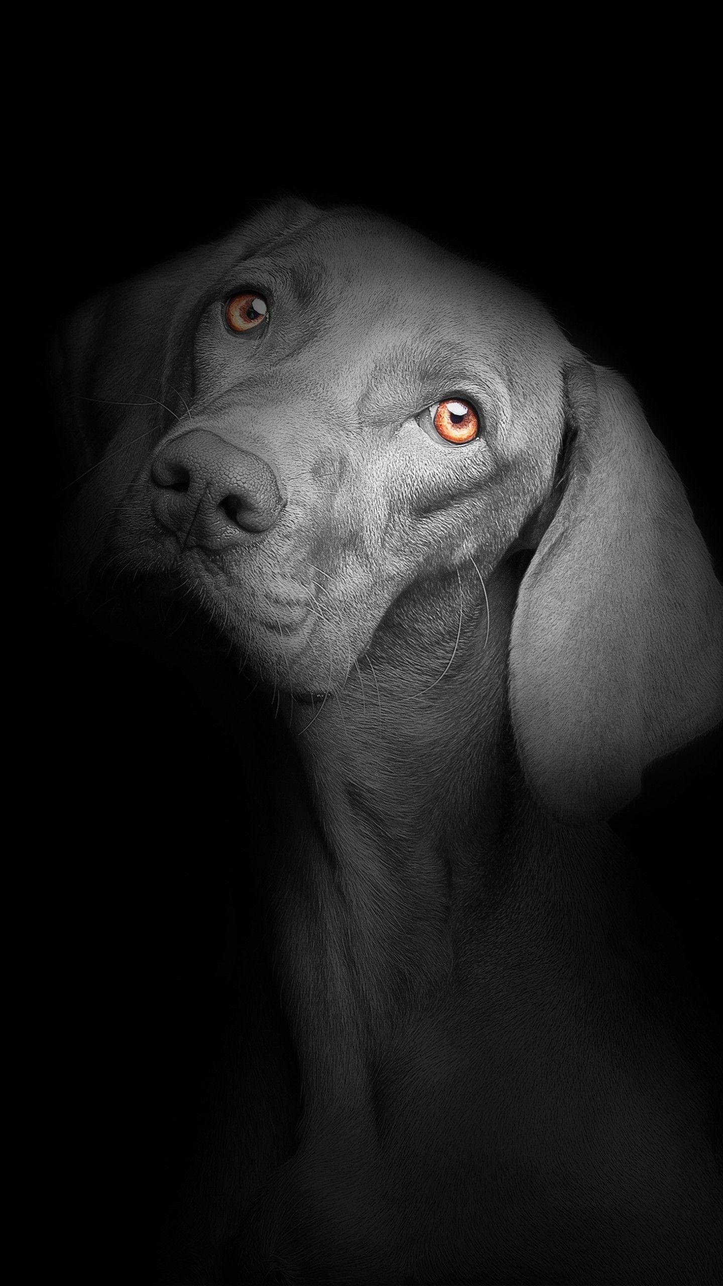 1440x2560 Black dog 4K Wallpaper, Black background, Dark, AMOLED, Cute puppies, Cute dog, Animals