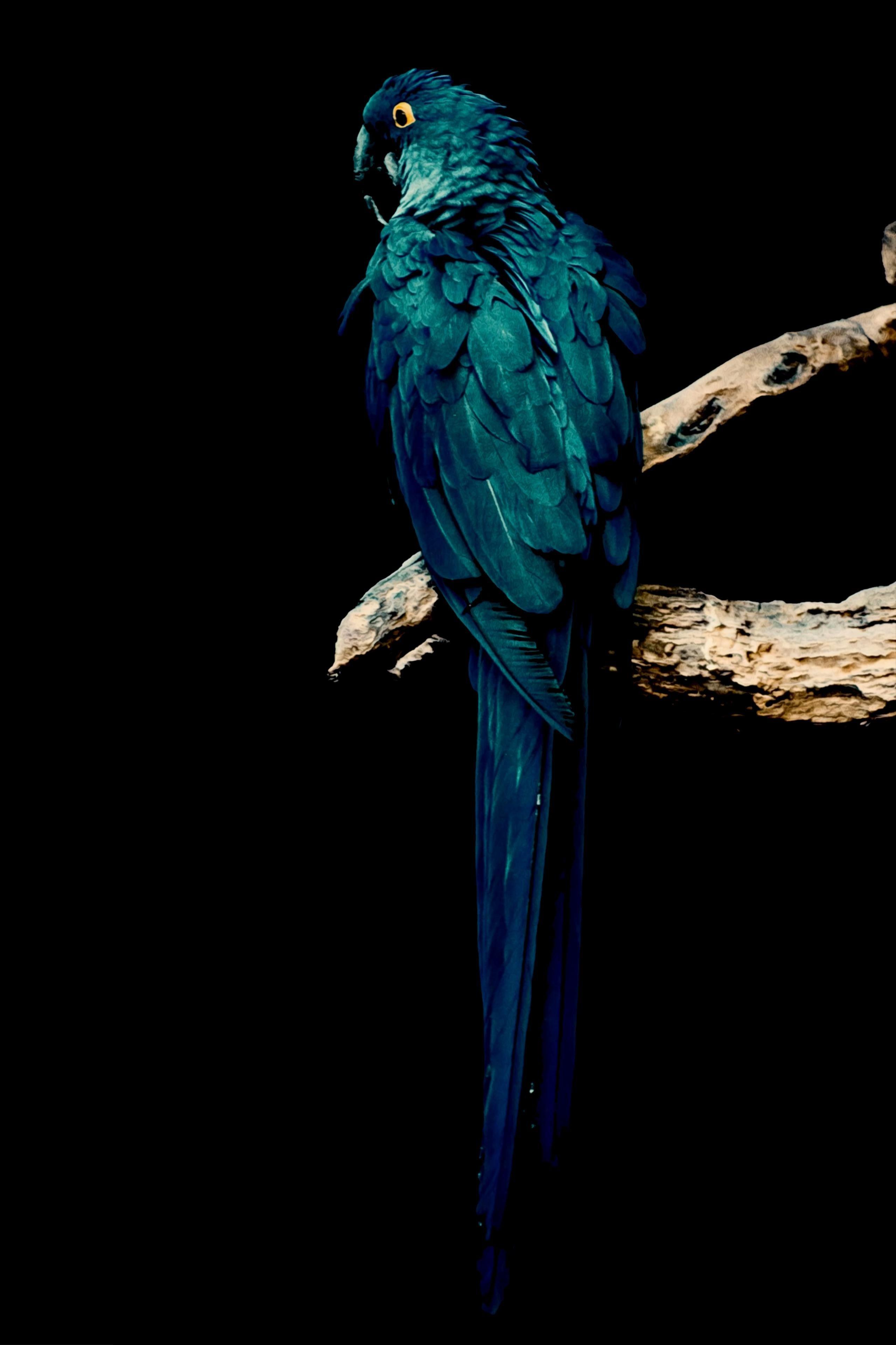 2559x3840 AMOLED Animal Wallpaper. Hewan, Gambar, Desain