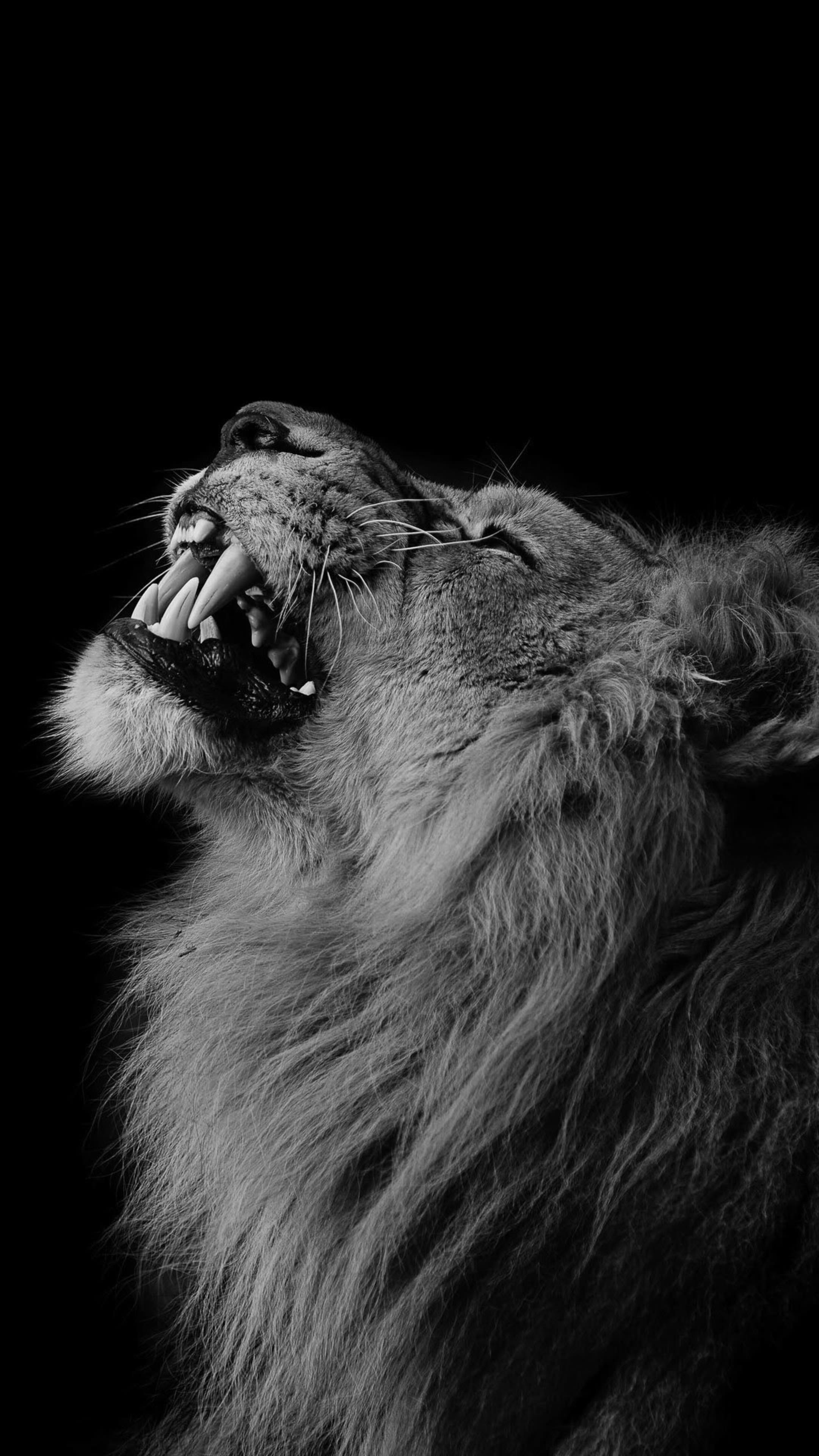 2160x3840 Amoled Smartphone Animals Wallpaper