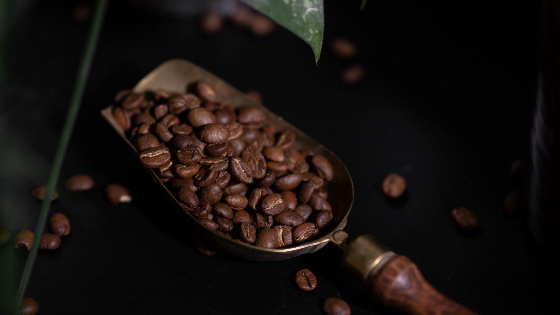1920x1080 coffee coffee beans plant x HD Wallpaper. Bean plant, Coffee beans, Beans