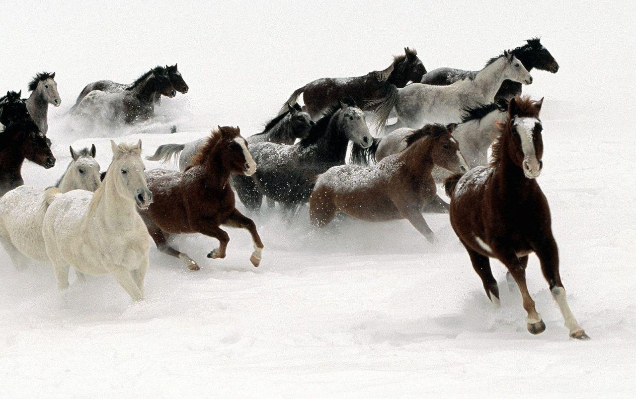 1280x804 Horses in the snow wallpaper. Horses in the snow