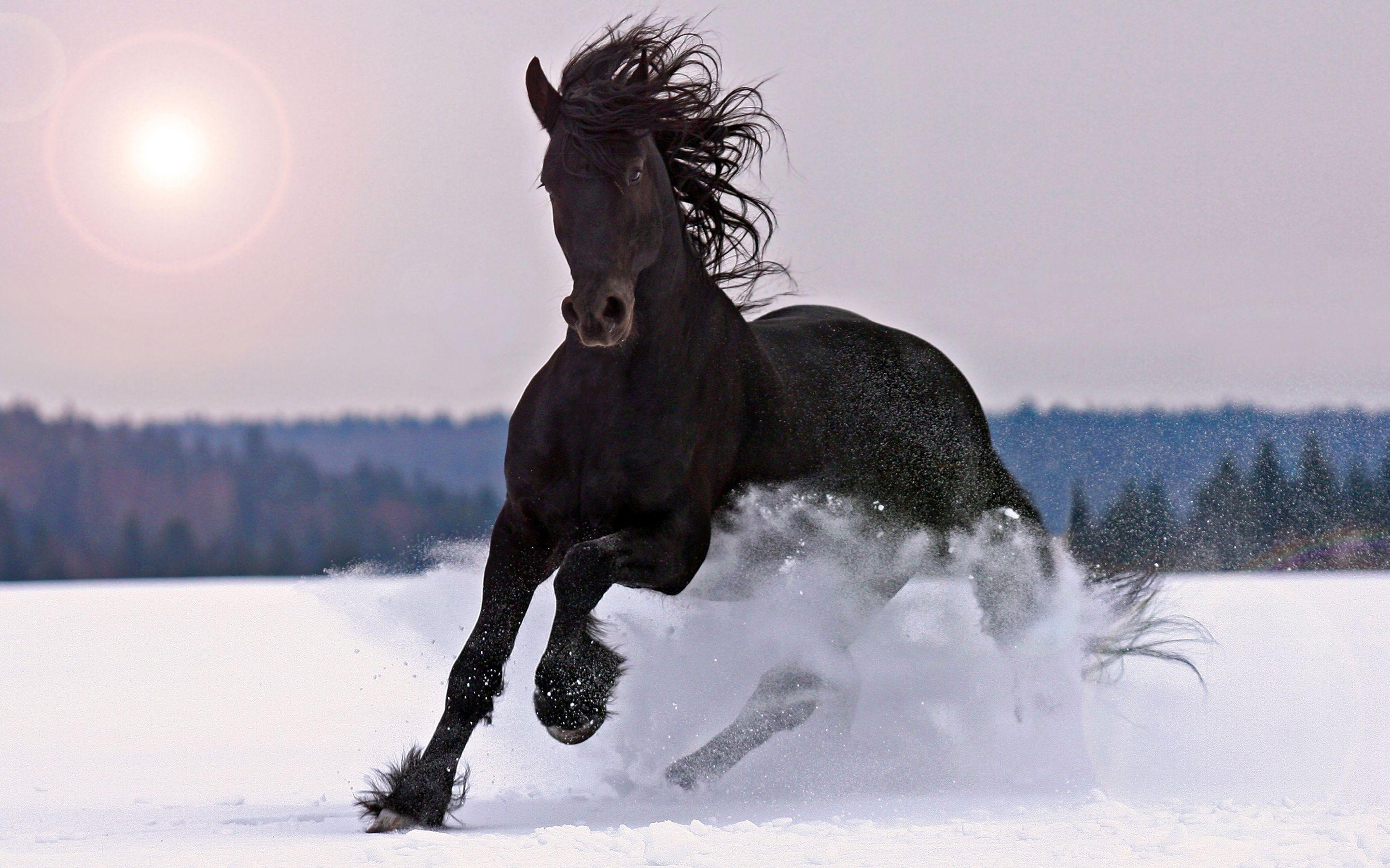 2880x1800 Large Black Horse Galloping In Snow Beautiful Desktop Wallpaper HD :