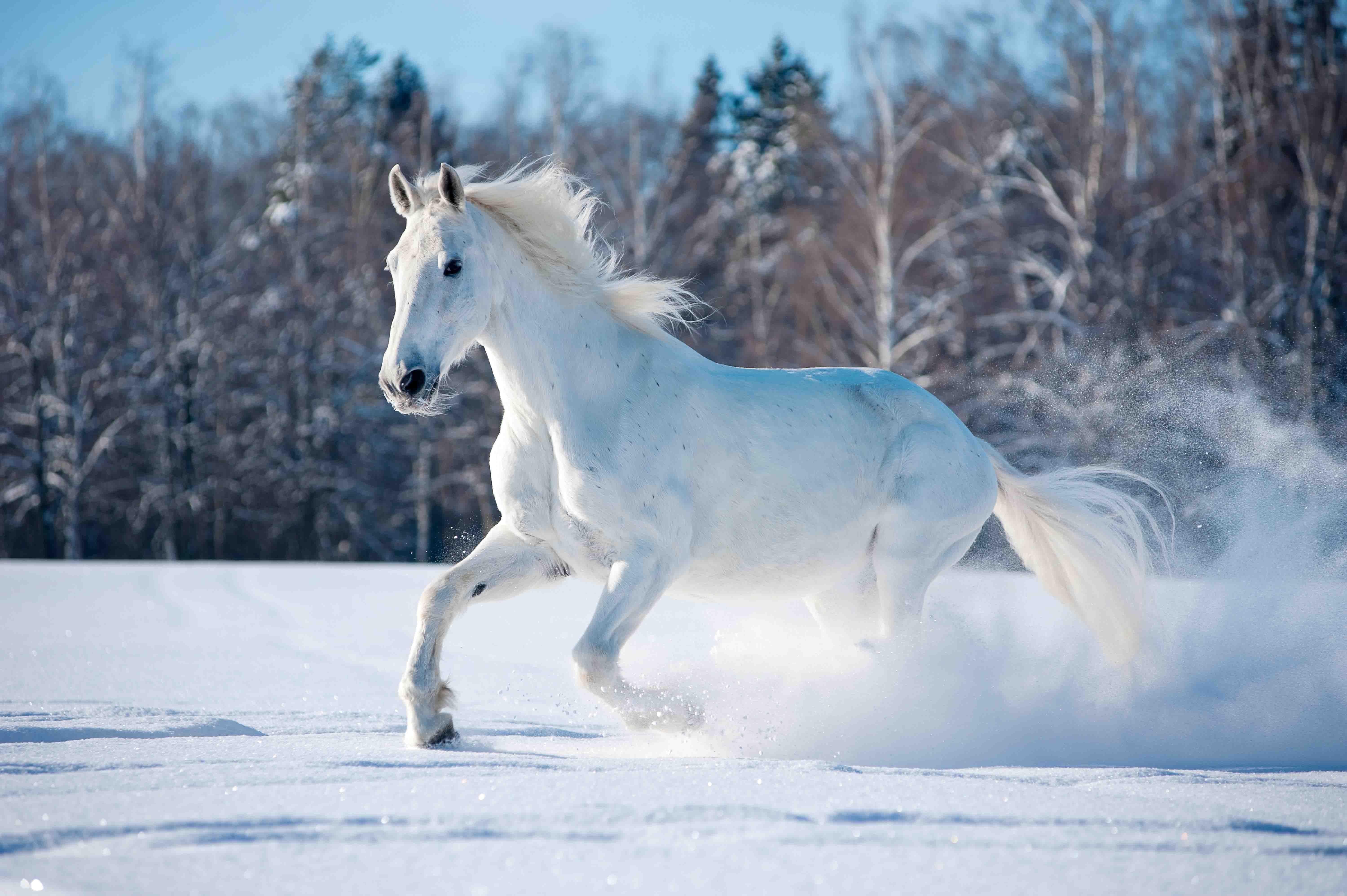 6000x3992 White Horse in Snow. #white #horse #snow. Horses in snow, Horse wallpaper, Horses