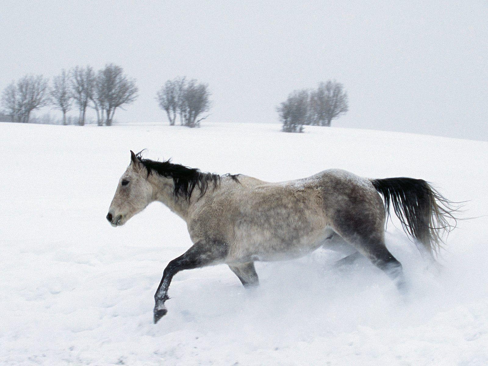 1600x1200 Horse in the snow wallpaper. Horse in the snow