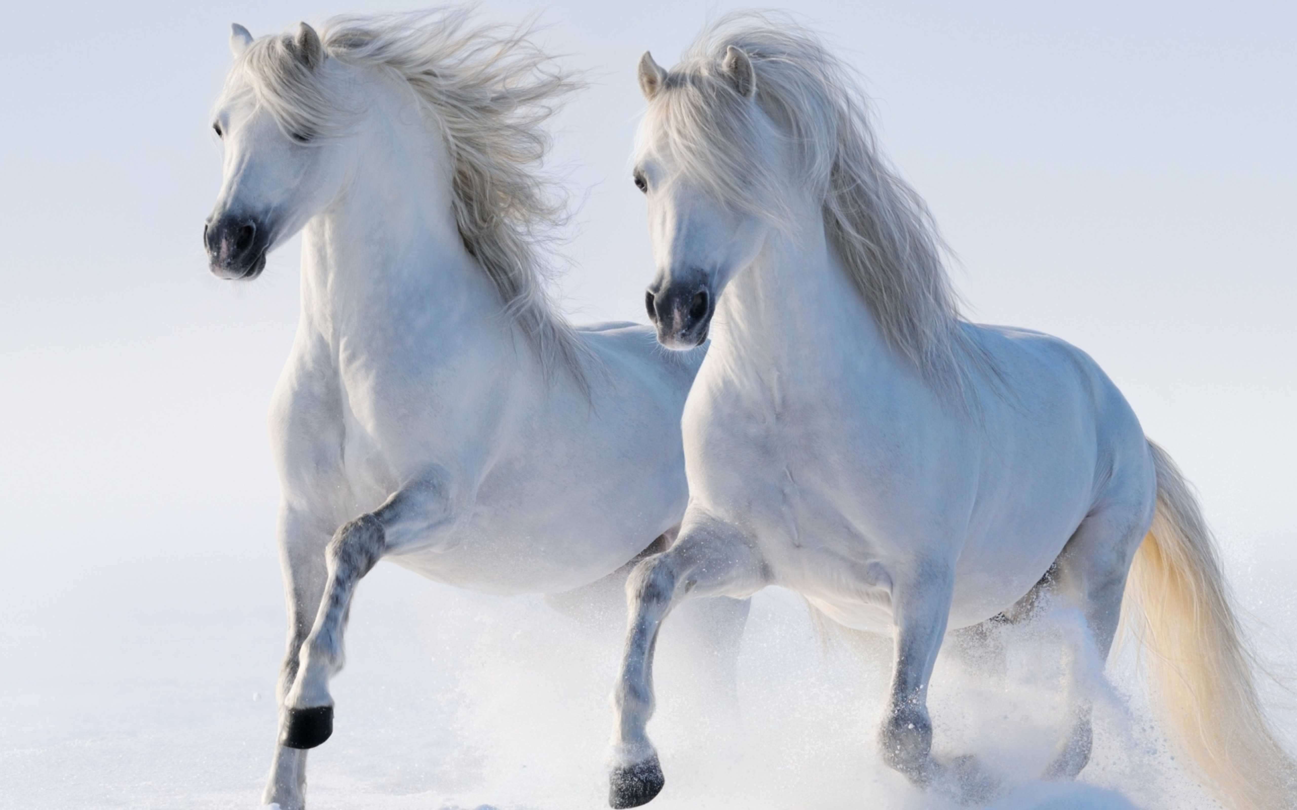 5120x3200 White Horse Walking In The Snow Wallpaper 5120x3200 :