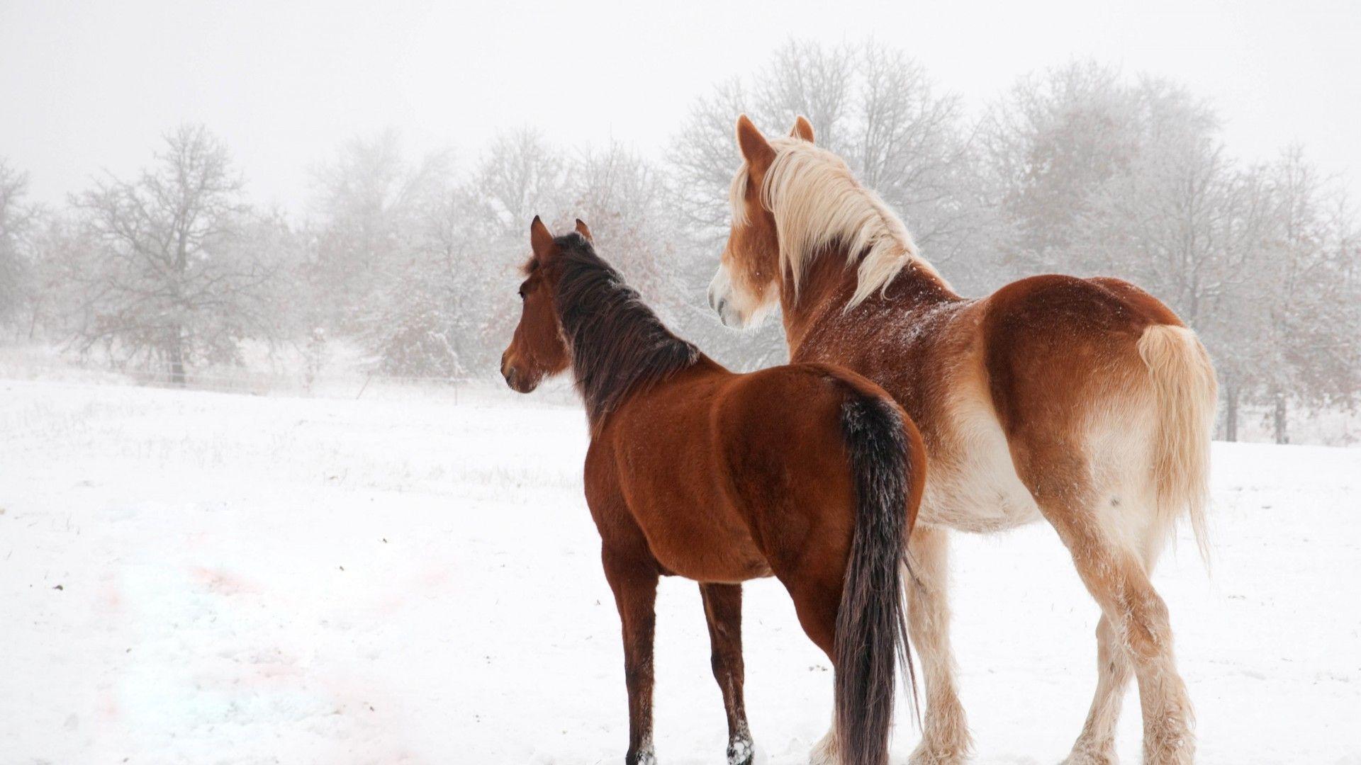 1920x1080 Horse In Snow Wallpaper