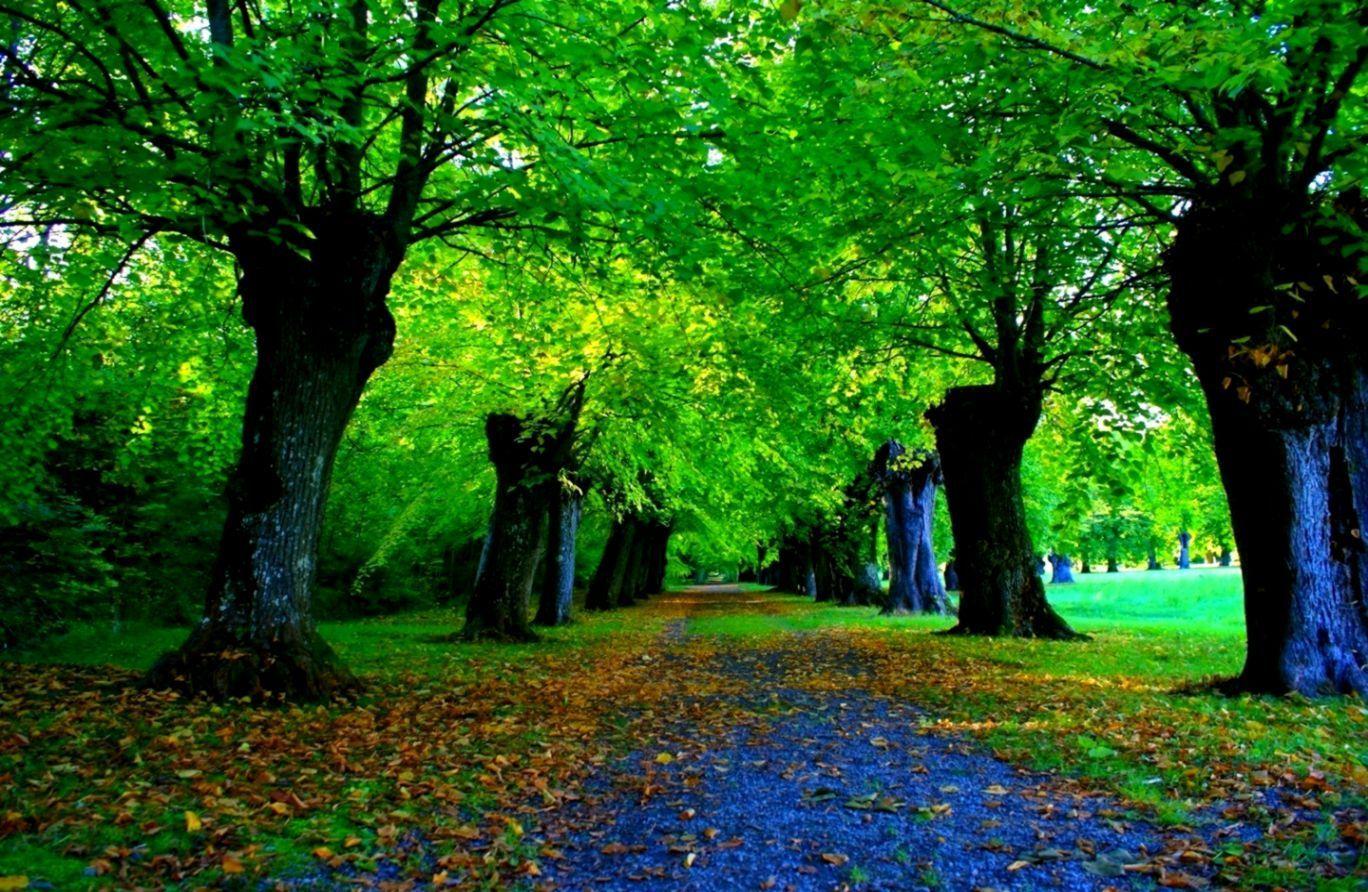 1368x892 Green Forest HD Wallpaper