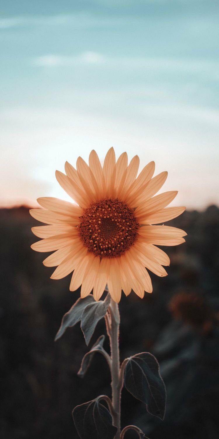 750x1500 ✰