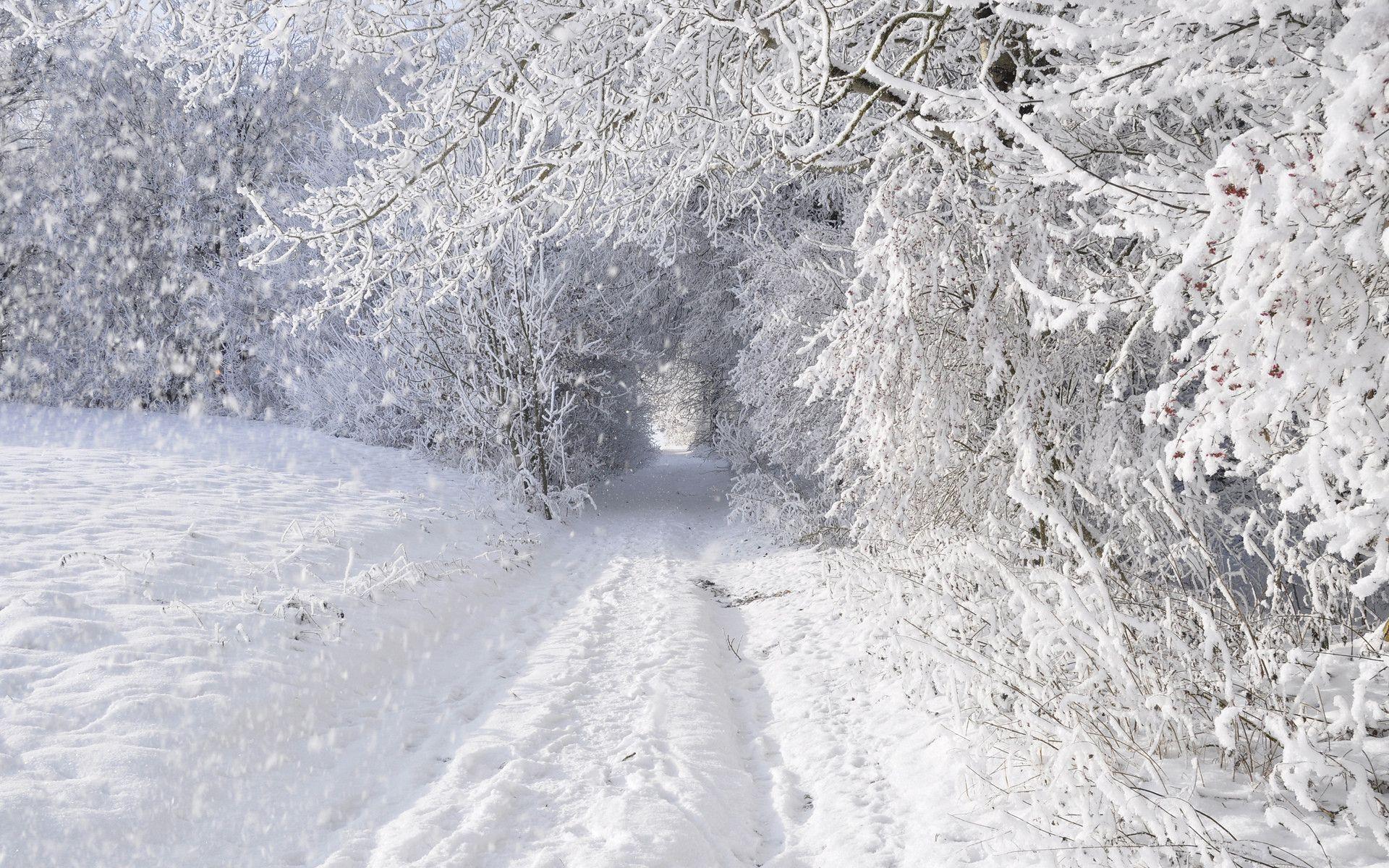 1920x1200 Snowstorm forest background