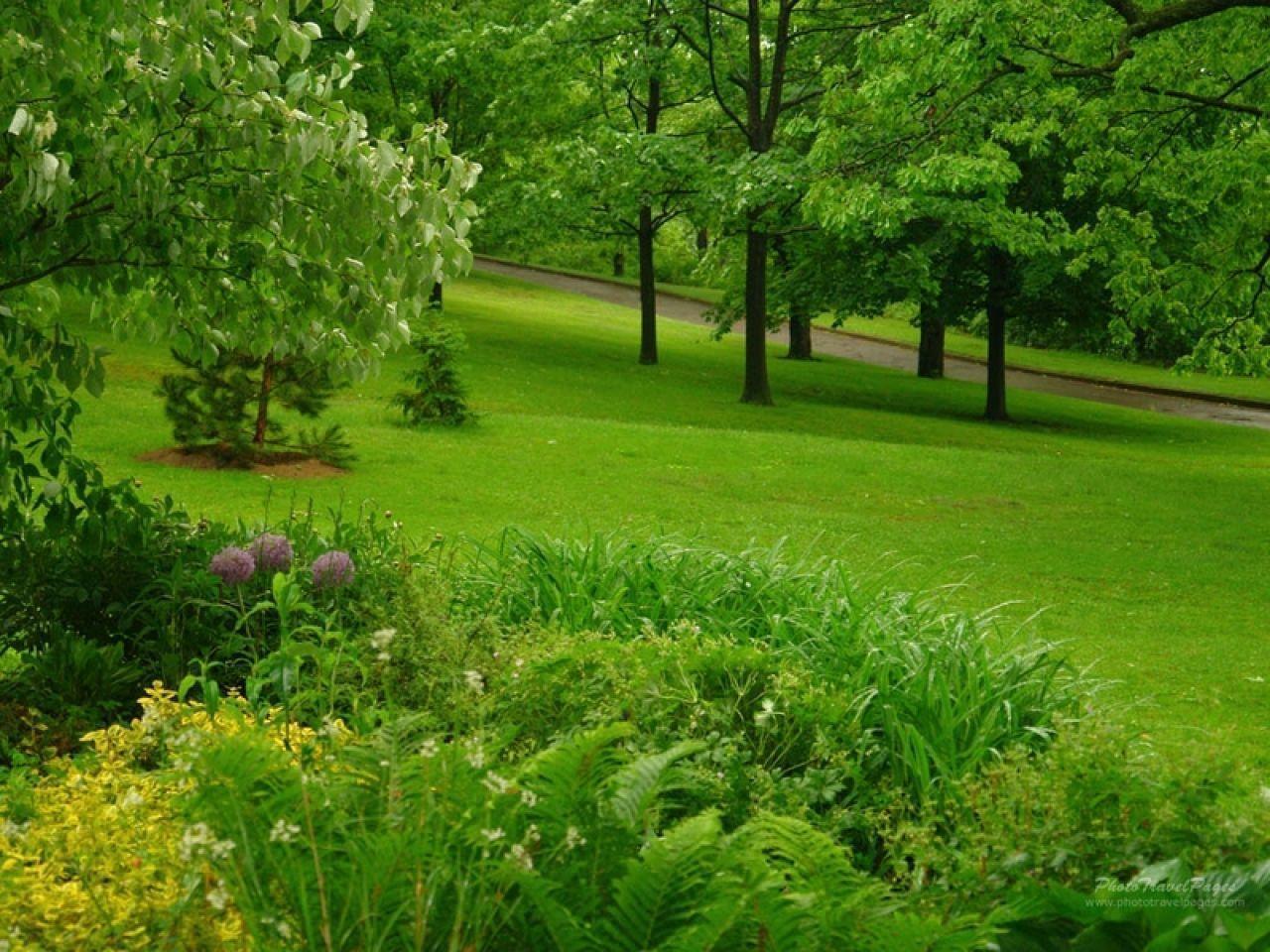 1280x960 Green Forest Wallpaper