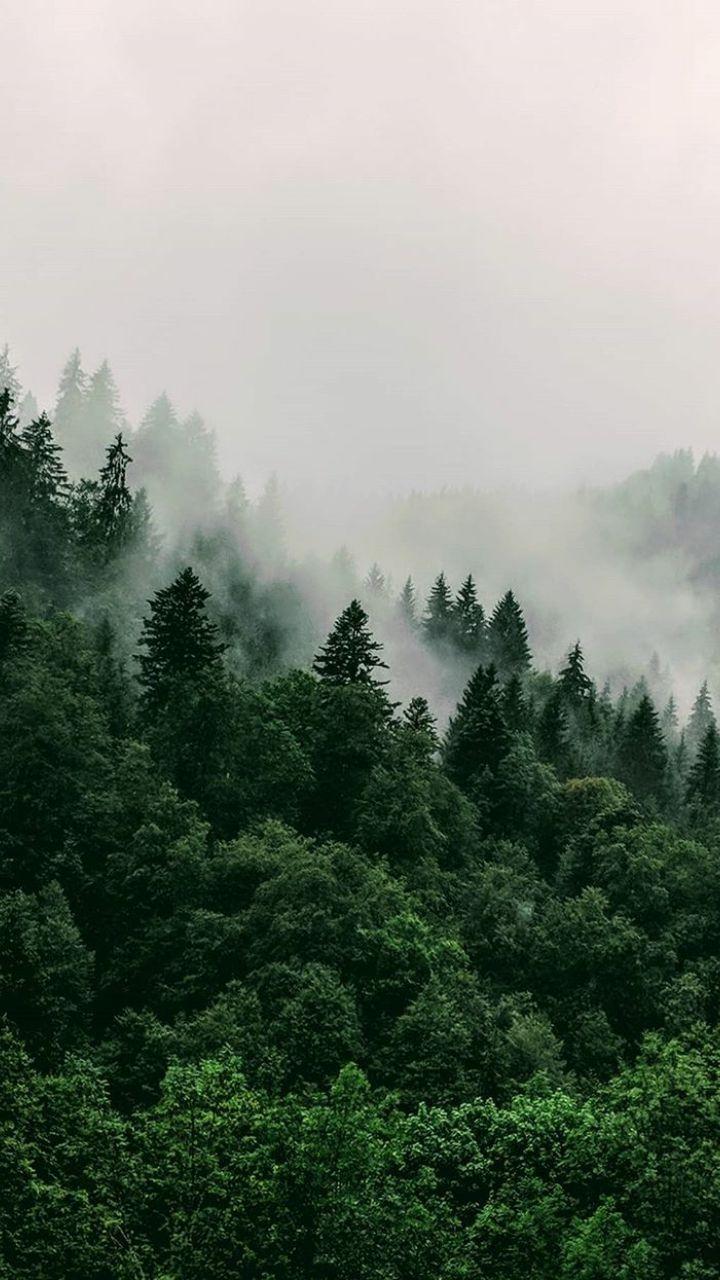 720x1280 Perderse en el bosque. Forest wallpaper, Landscape photography nature, Green aesthetic