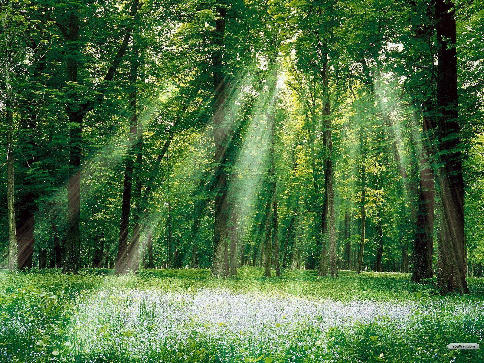 1600x1200 Green Forest Nature