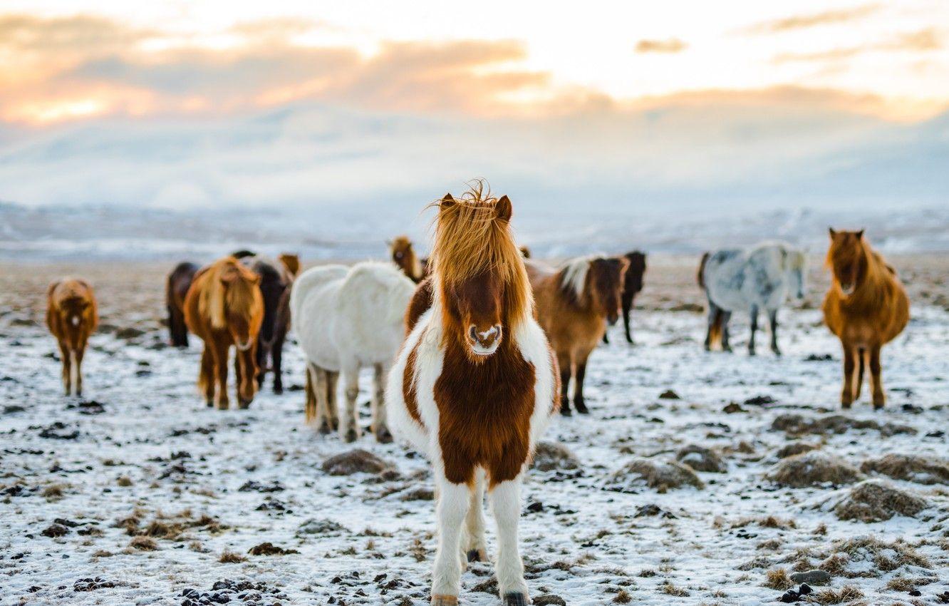 1332x850 Wallpaper winter, field, the sky, clouds, snow, nature, pose, fog, horse, horse, horses, horse, pasture, haze, Iceland, the herd image for desktop, section животные