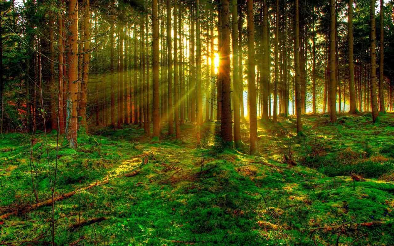 1280x800 Green Forest Wallpaper for Android