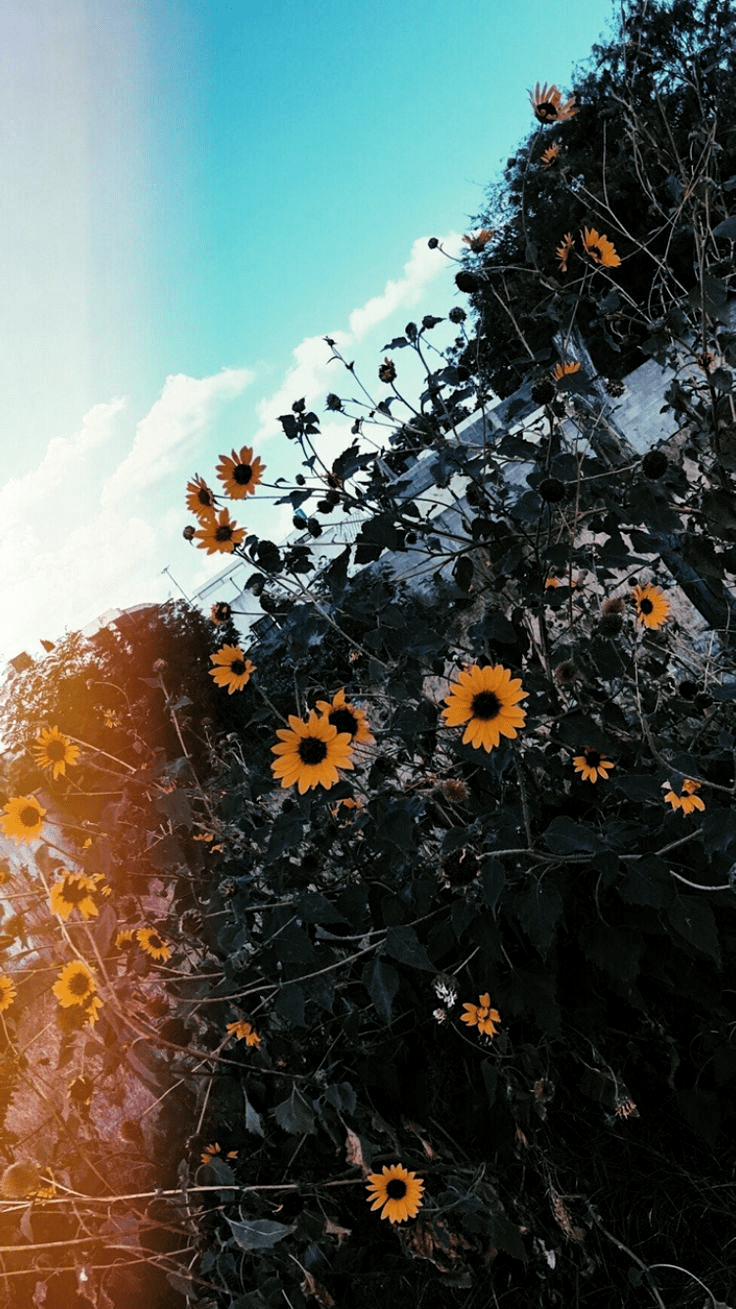 736x1309 PINTEREST: Steph::Click here to download nature wallpaper Download nature wallpaper: PINTE. Nature wallpaper, iPhone wallpaper landscape, Wallpaper iphone summer