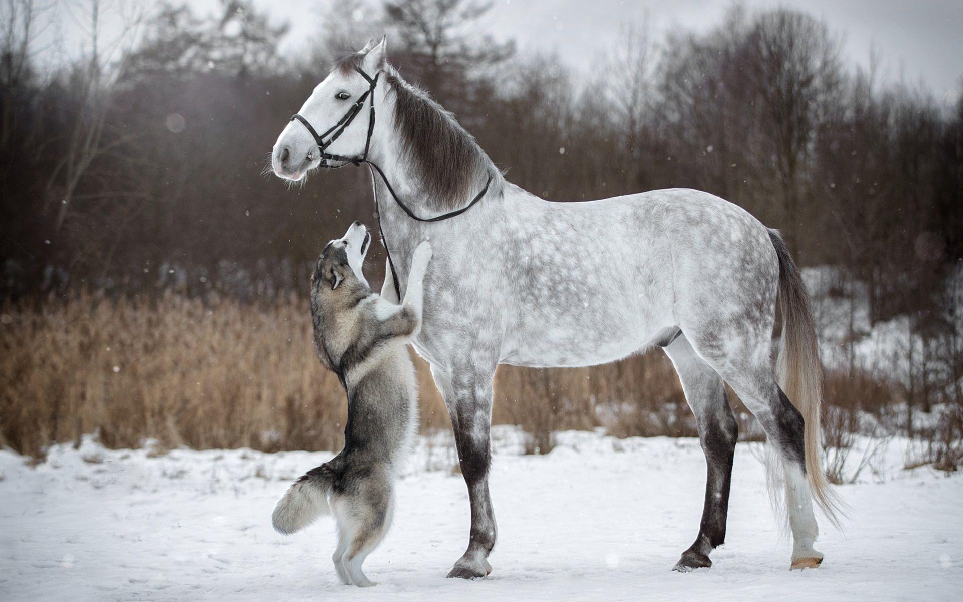 1920x1200 Wallpaper Husky dog and white horse, friendship, snow, winter 1920x1200 HD Picture, Image