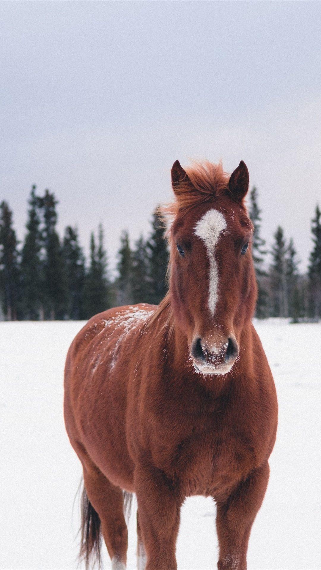 1080x1920 Brown Horse, Snow, Winter 1080x1920 IPhone 8 7 6 6S Plus Wallpaper, Background, Picture, Image